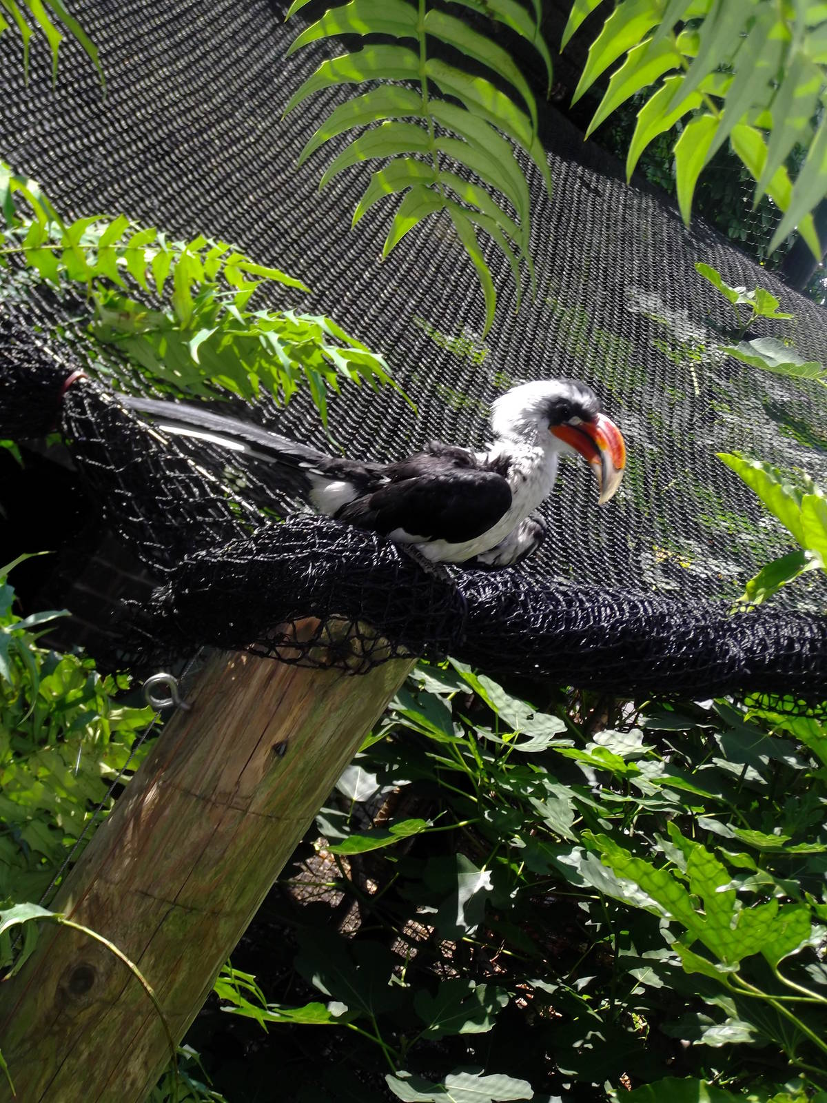 Von de Decken's hornbill