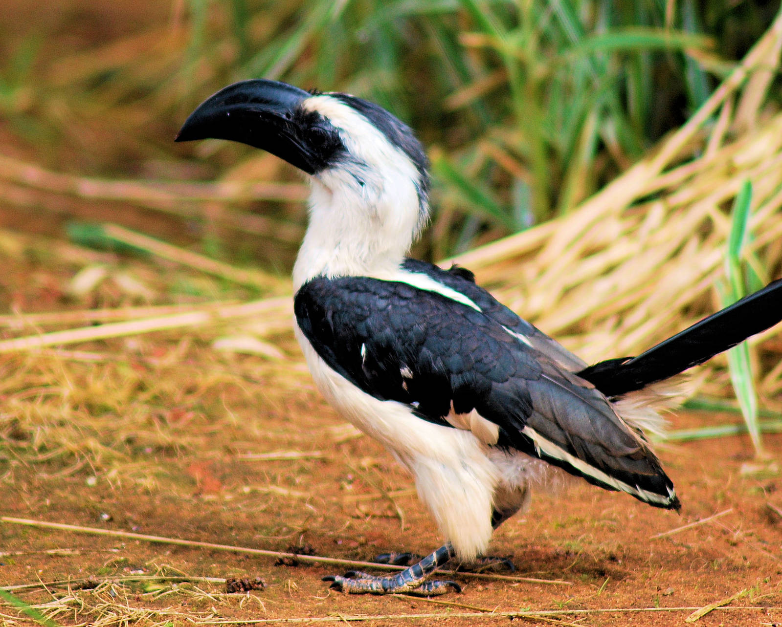 VON DECKENS HORNBILL