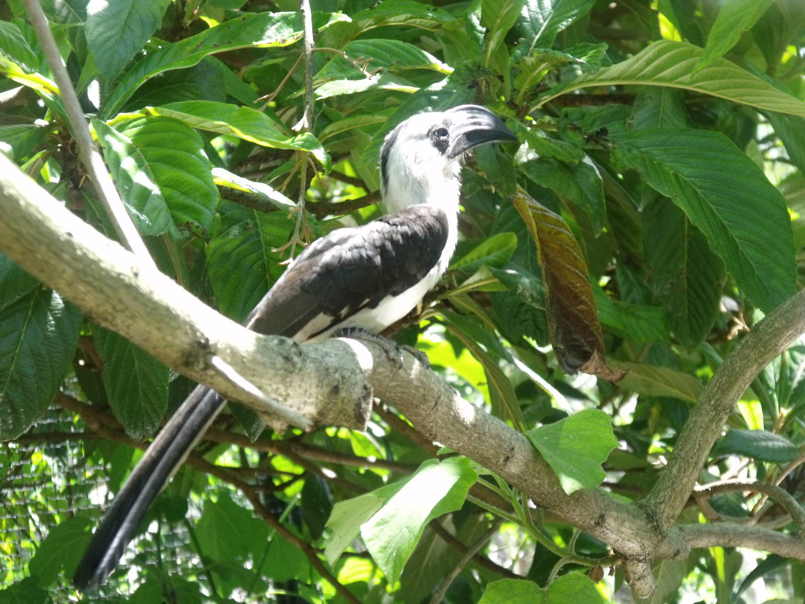 Von deckens hornbill