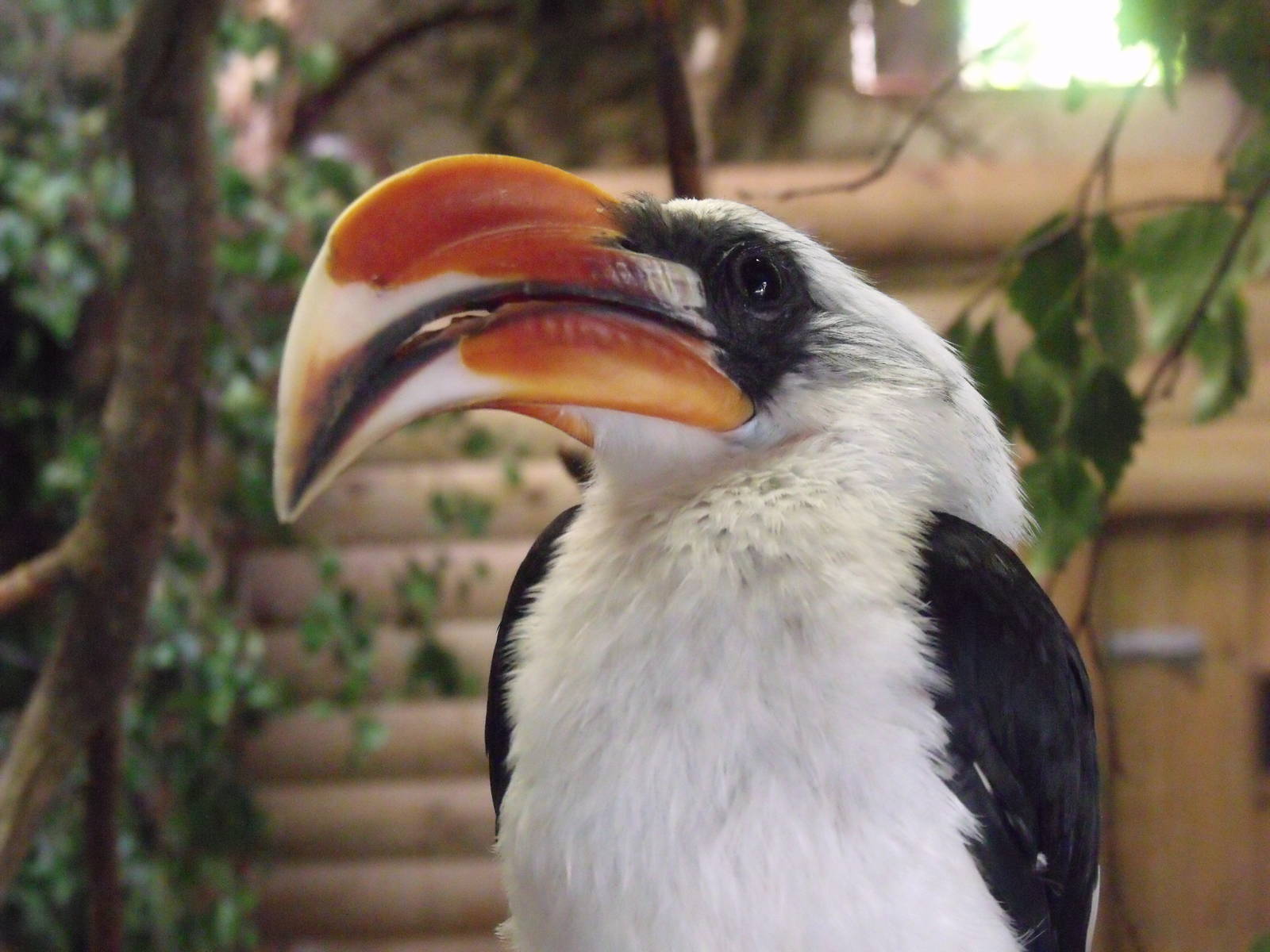 Von decken's Hornbill