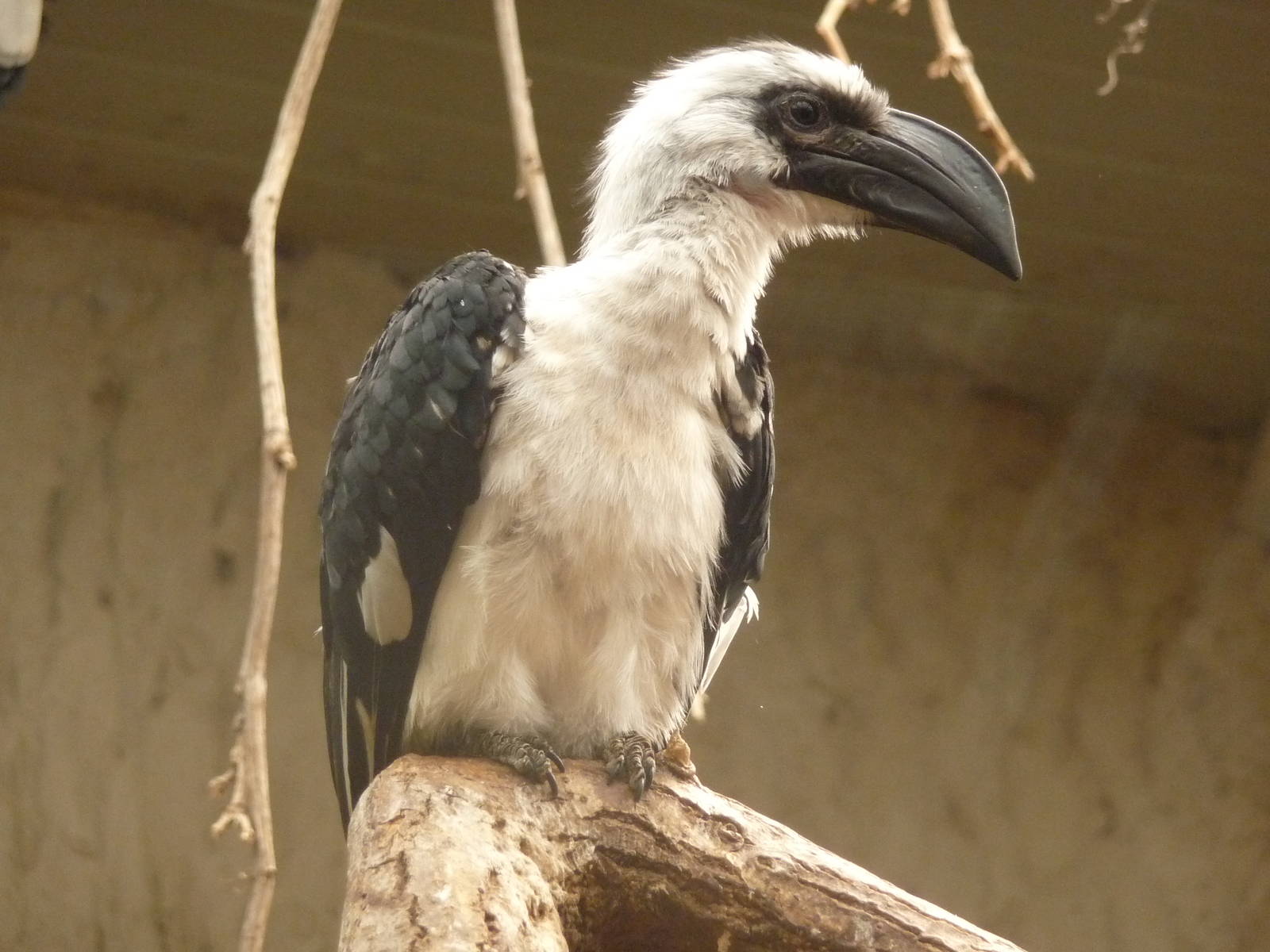 Von den Decken Hornbill