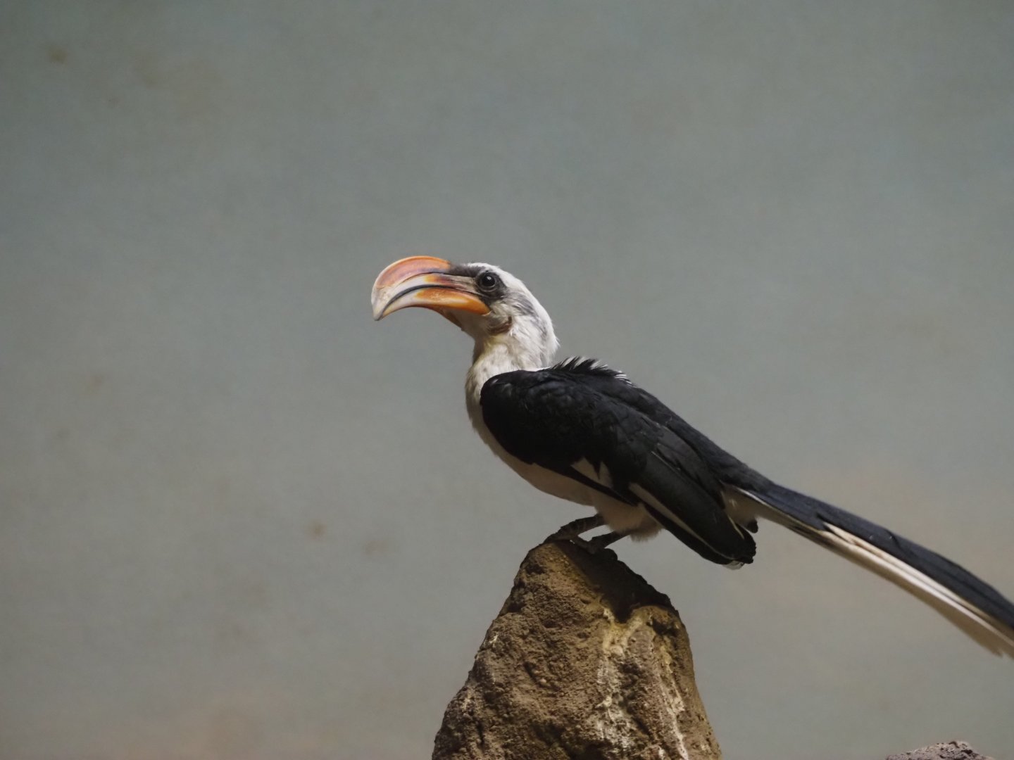 Von Der Decen's Hornbill Male