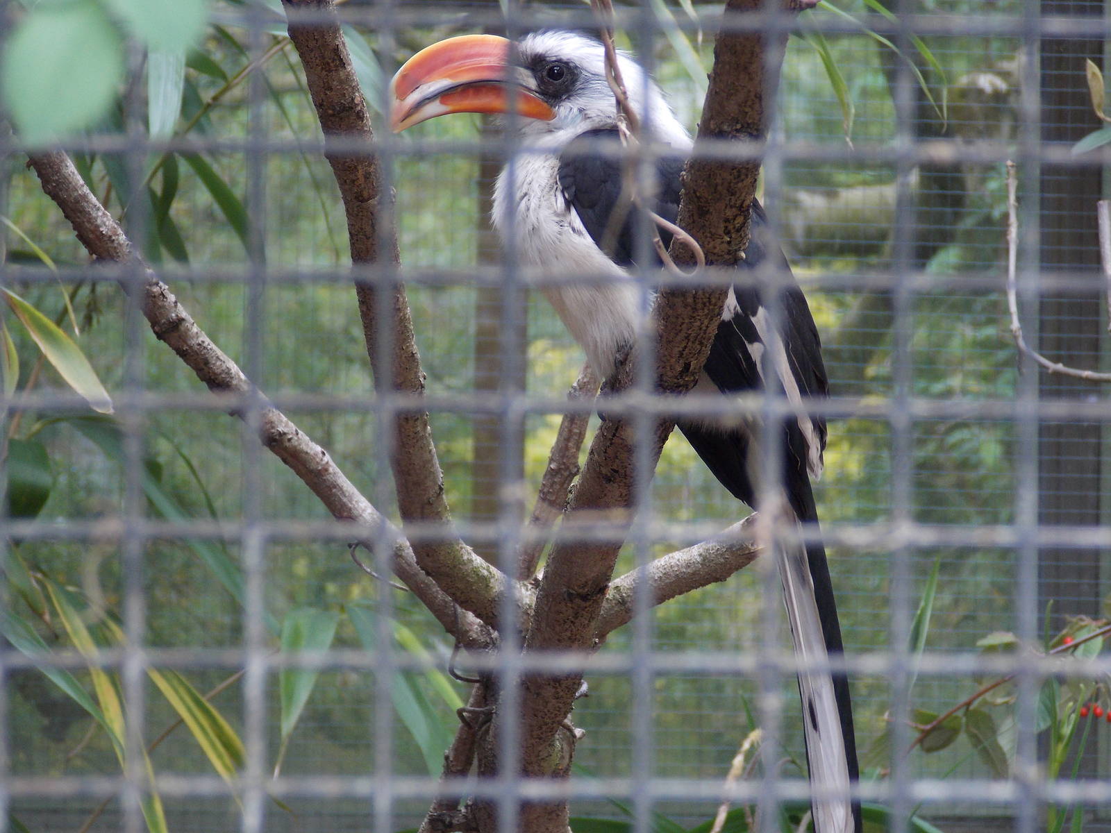 Von Der Decken Hornbill 18/5/13