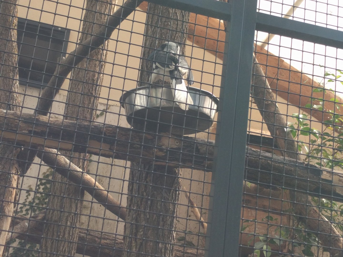 Von der decken Hornbill Enclosure