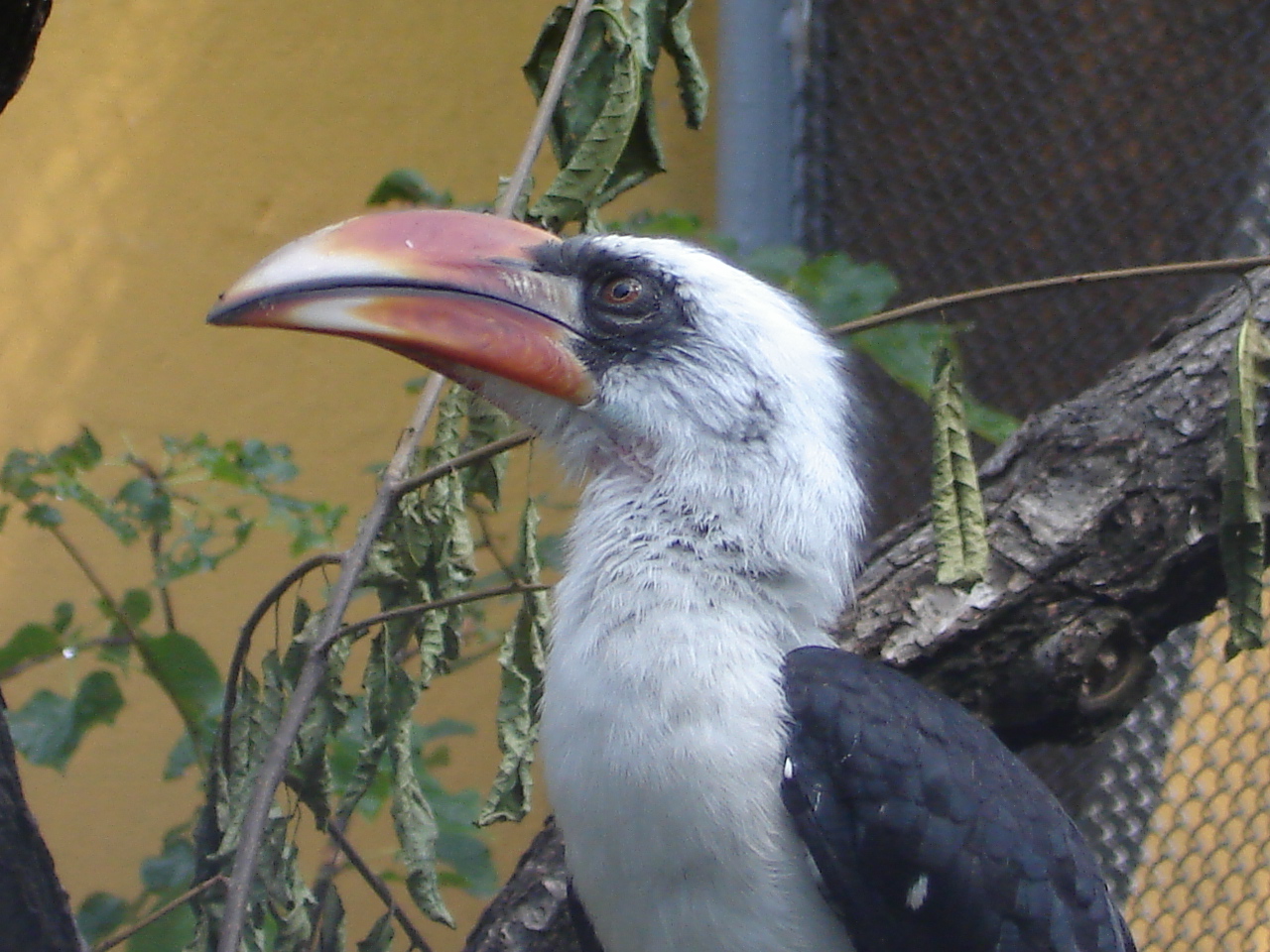 Von der Decken Hornbill