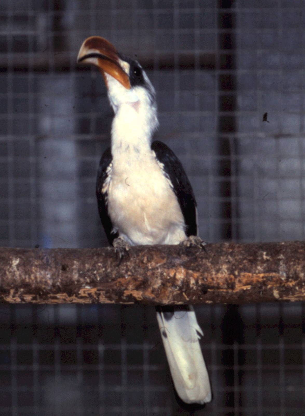 Von der Decken hornbill