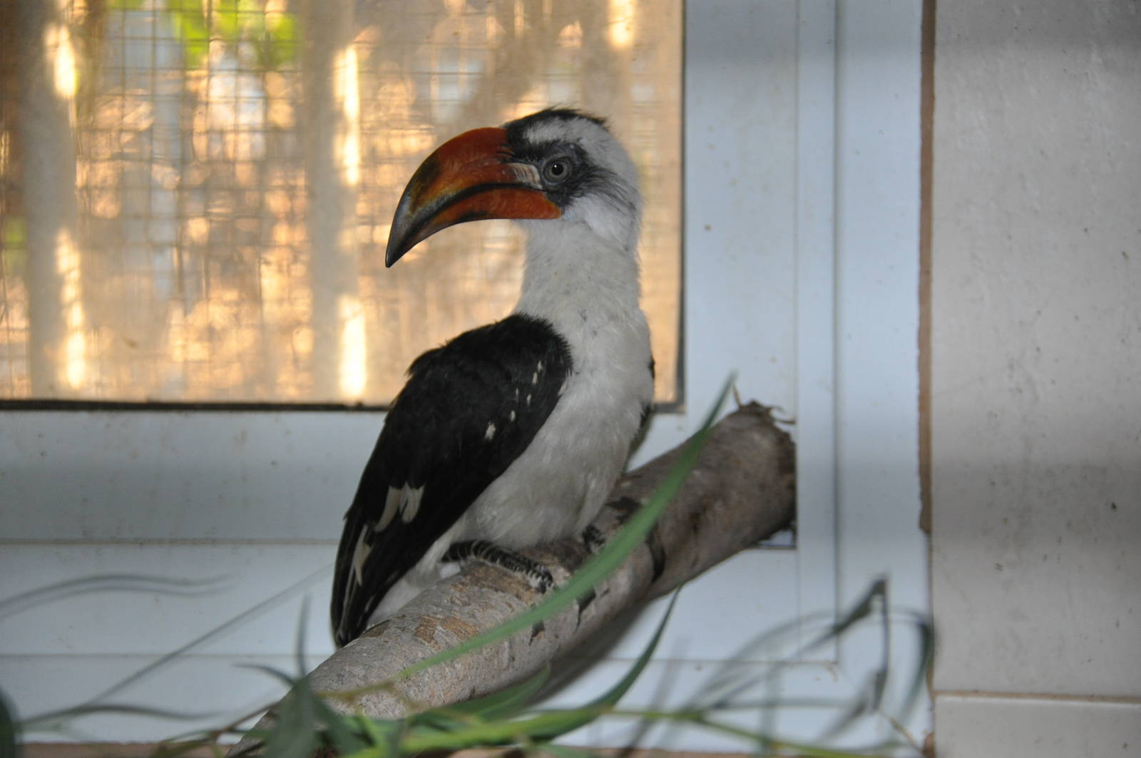Von der Decken`s hornbill / Tockus deckeni