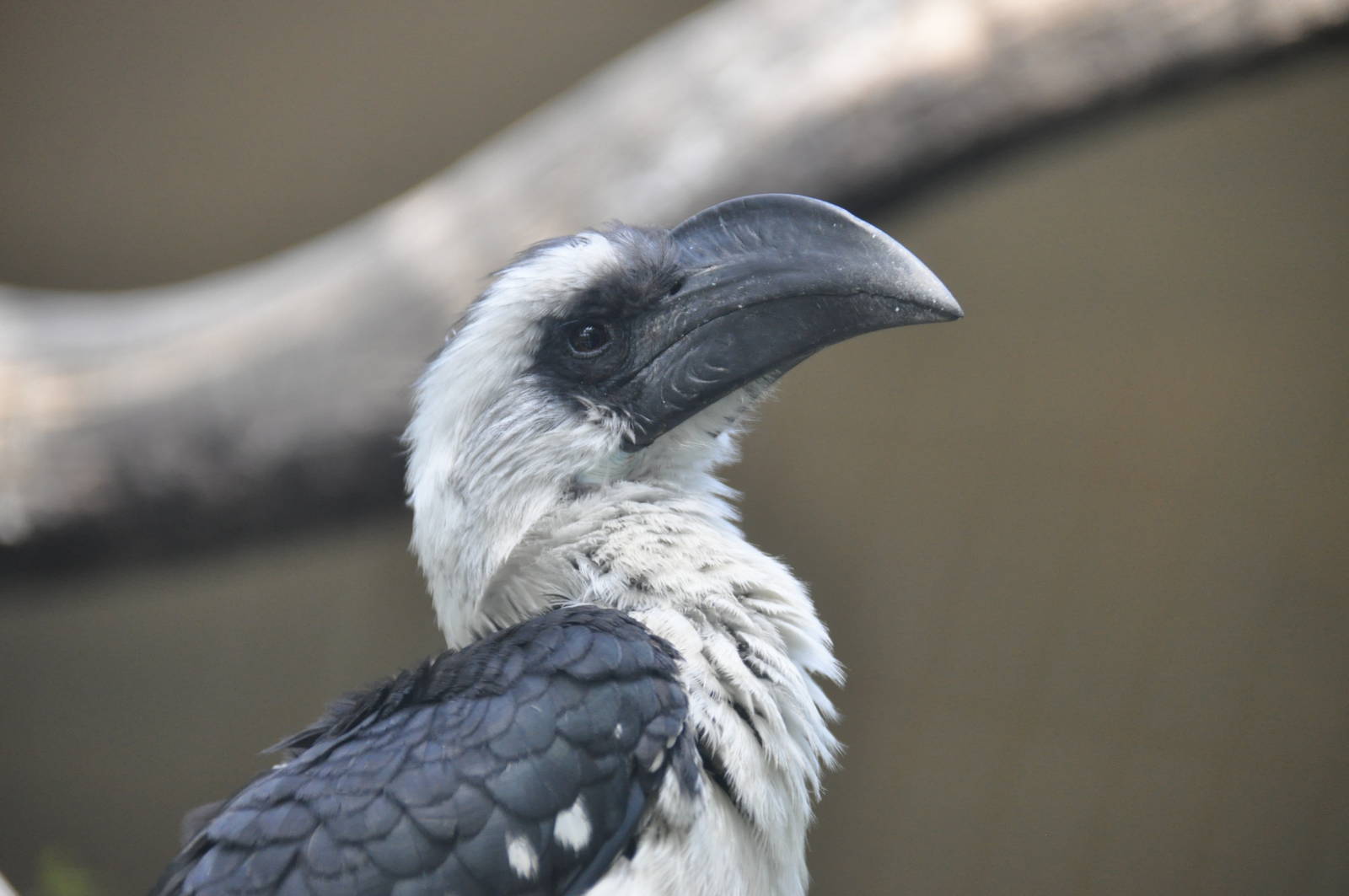 Von der Decken`s hornbill/ Tockus deckeni