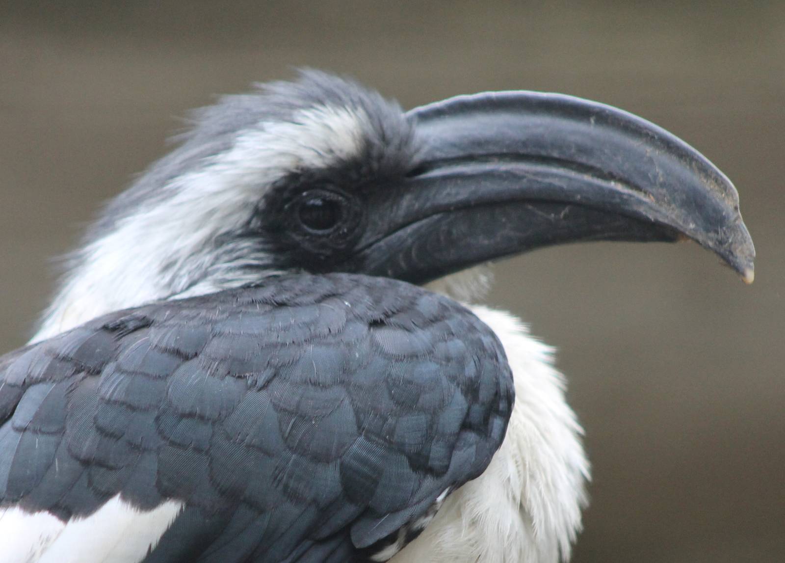 von der Decken´s hornbill