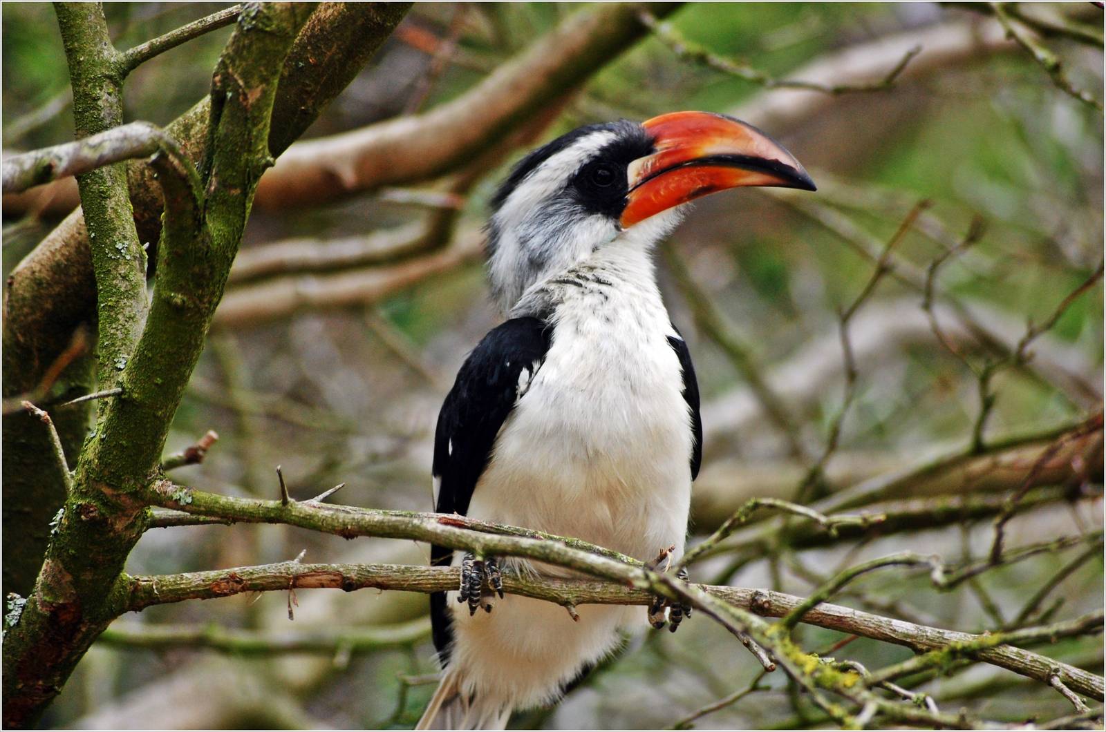 Von Der Decken`s Hornbill