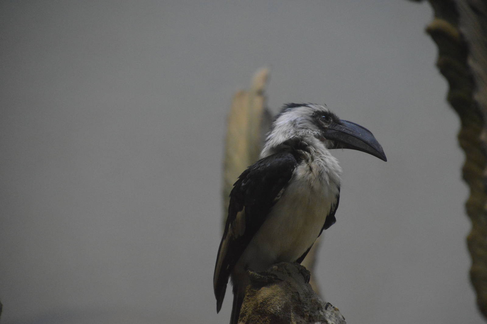 Von der Deckens Hornbill 031215