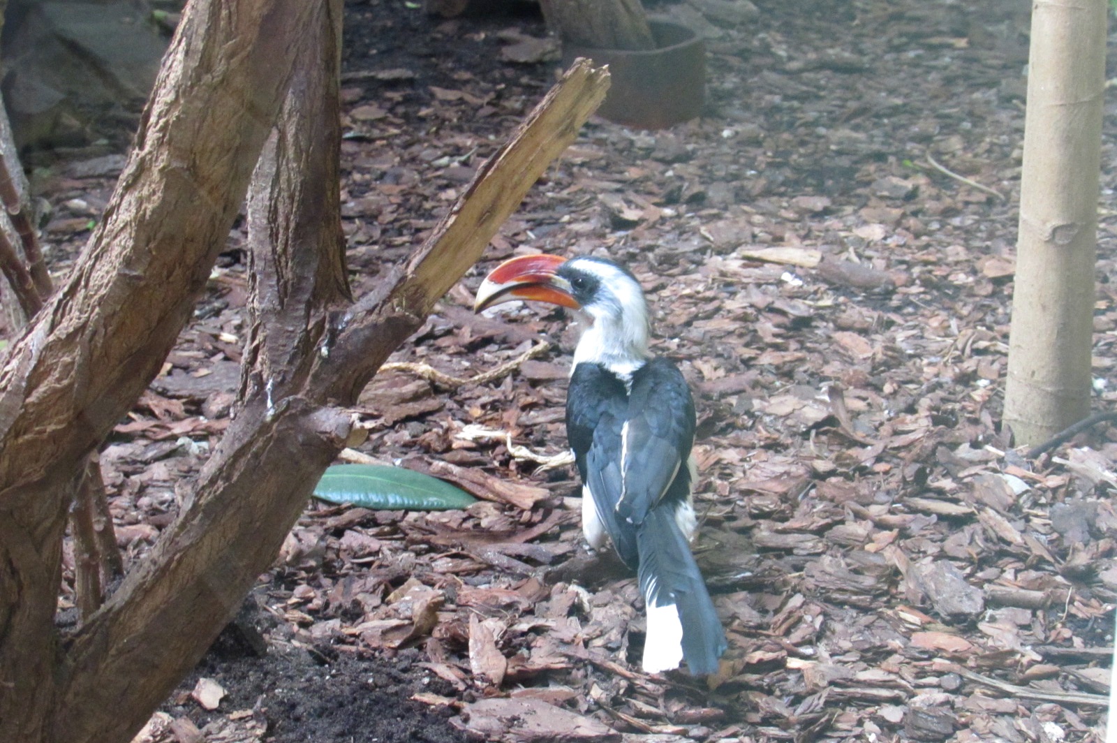 Von der Decken's Hornbill - 05/2015