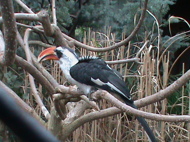 von der deckens hornbill 080112