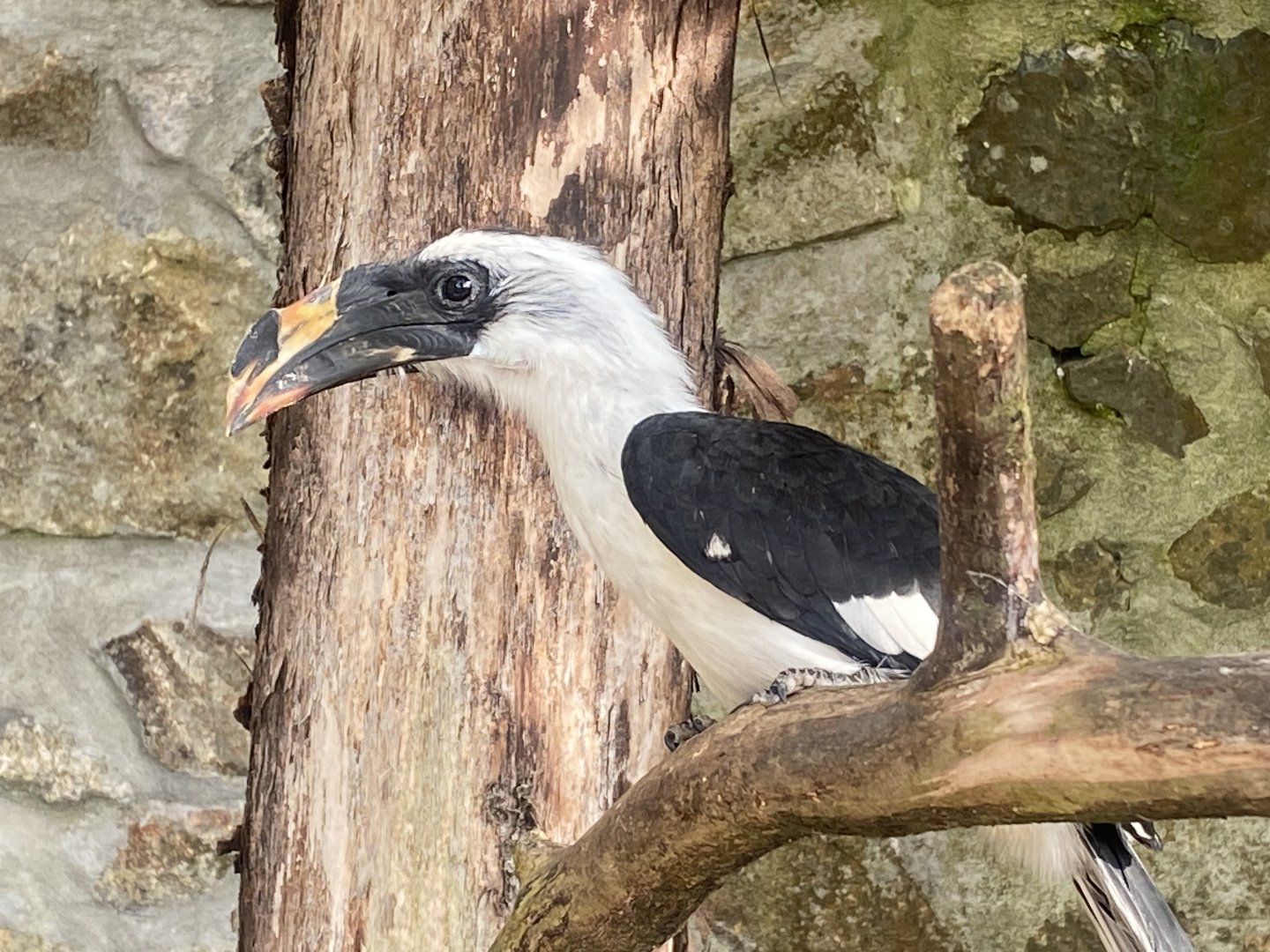 Von der Decken’s hornbill 081023