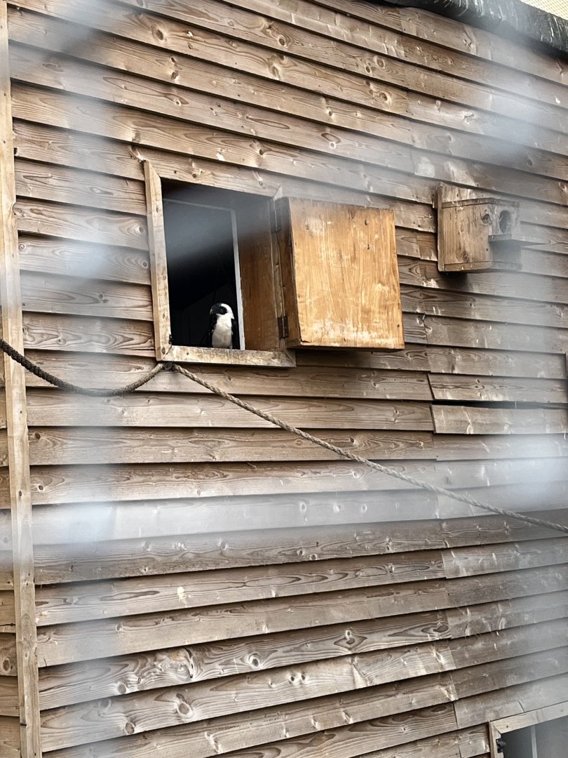 Von der decken’s hornbill 1.9.25