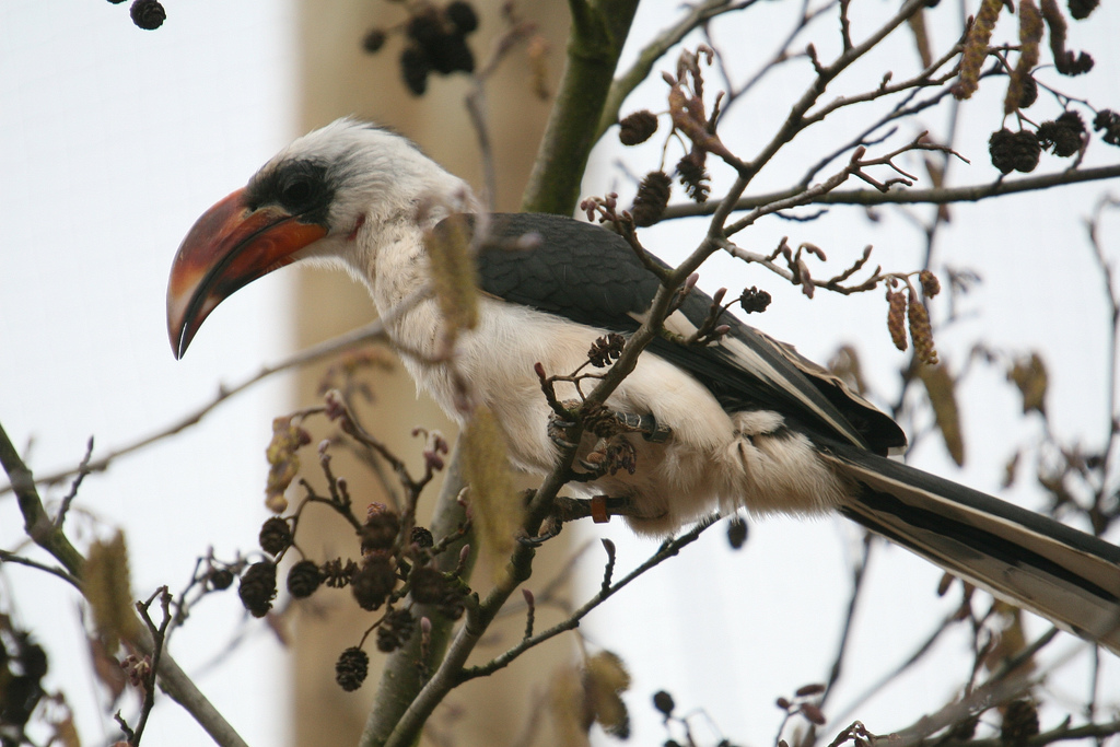Von der Deckens Hornbill #1