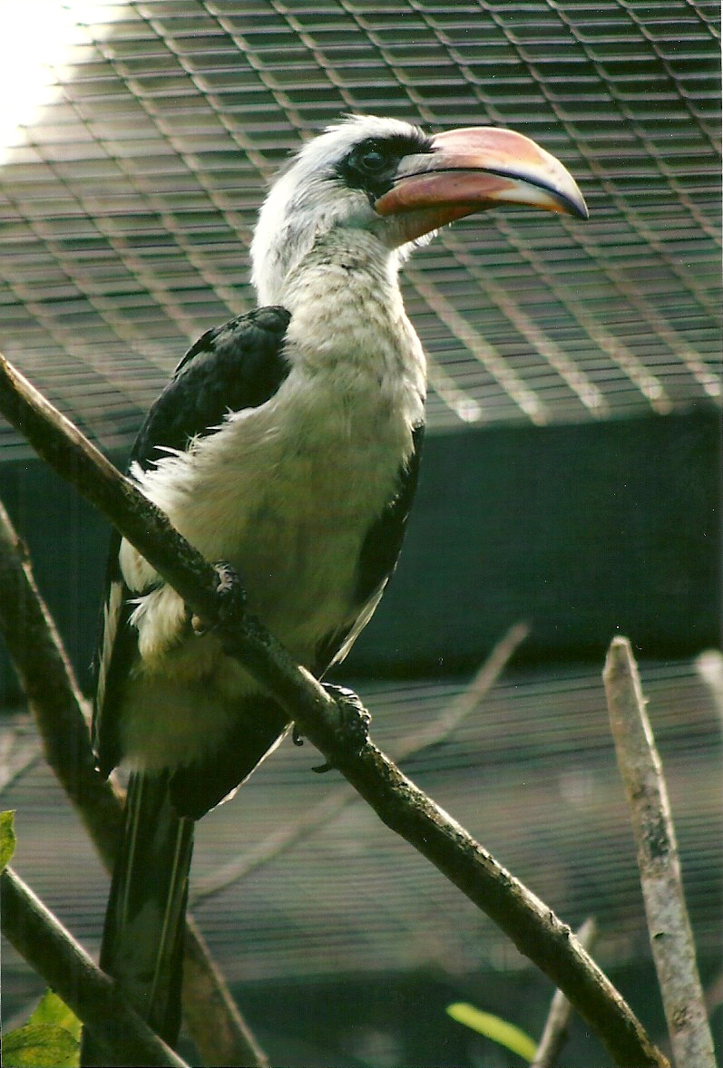 Von der Decken's Hornbill 14th September 2012