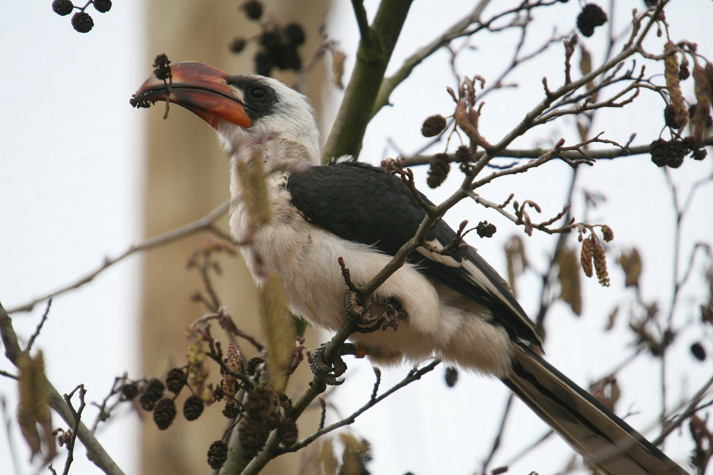 Von der Deckens Hornbill #2