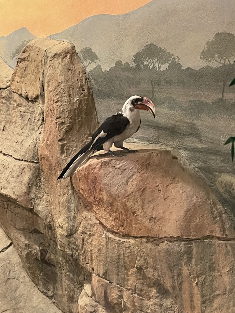 Von der Decken's Hornbill (3/17/22)