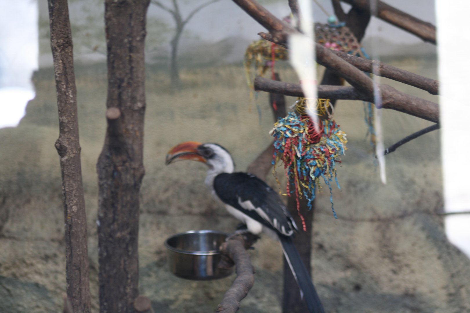 Von Der Decken's Hornbill(3/9/2025)