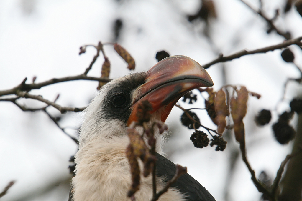 Von der Deckens Hornbill #3