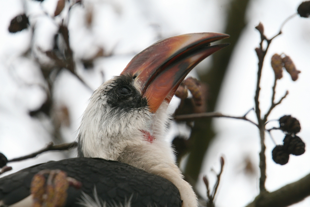 Von der Deckens Hornbill #4