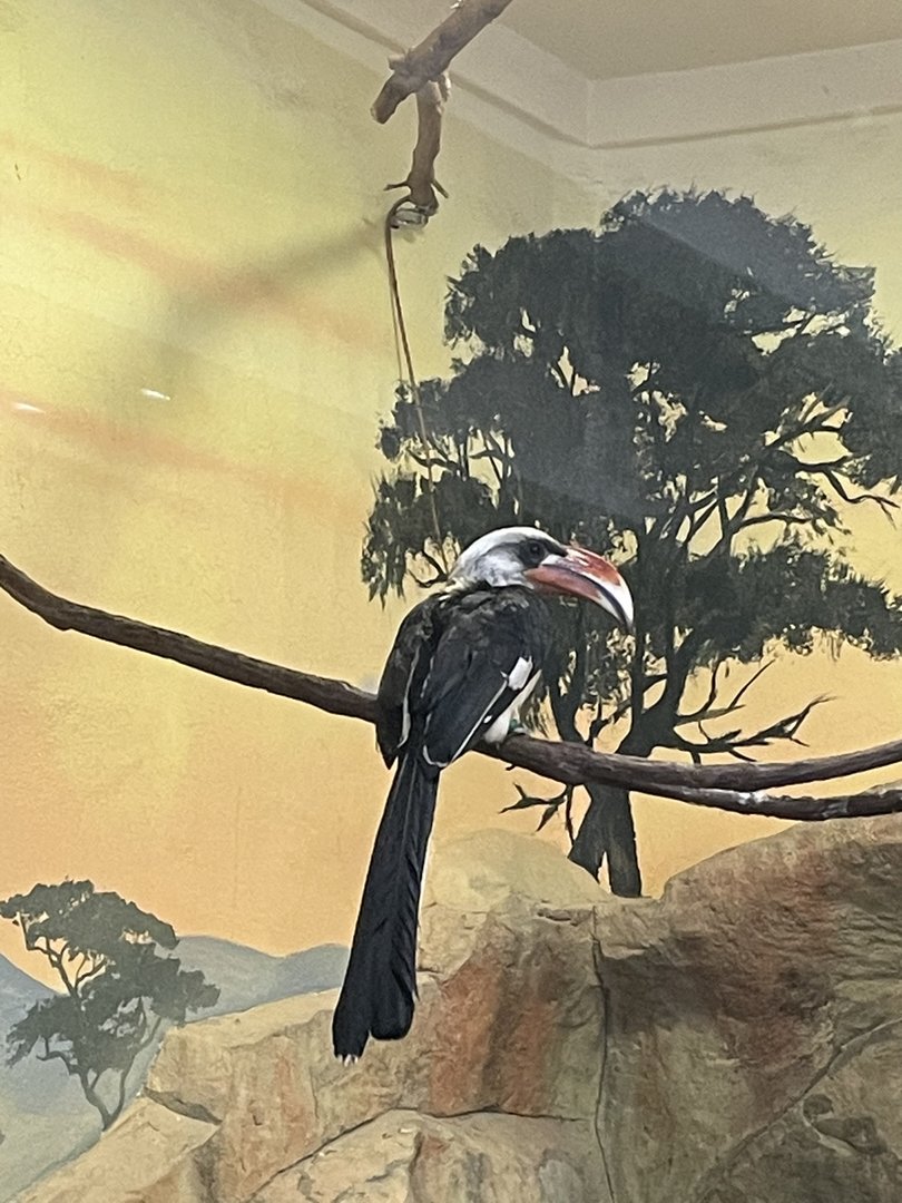 Von der Decken’s Hornbill (5/2/21)