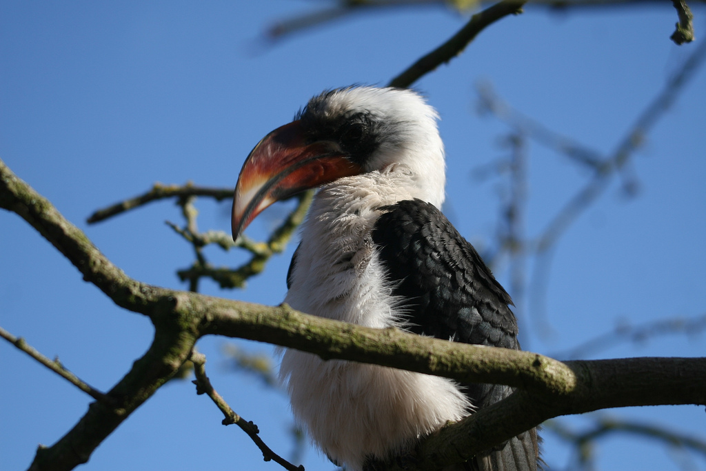 Von der Deckens Hornbill #5