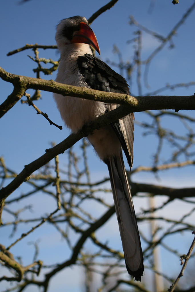 Von der Deckens Hornbill #7