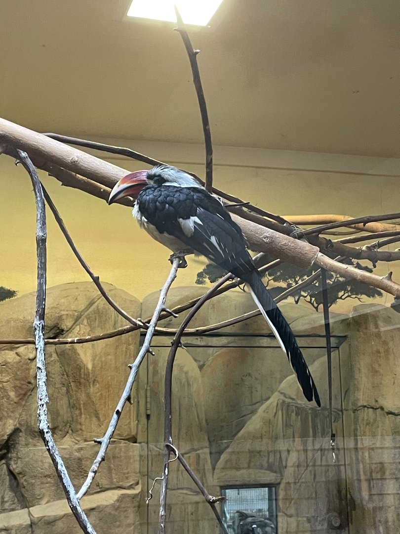 Von der Decken’s Hornbill (8/19/22)