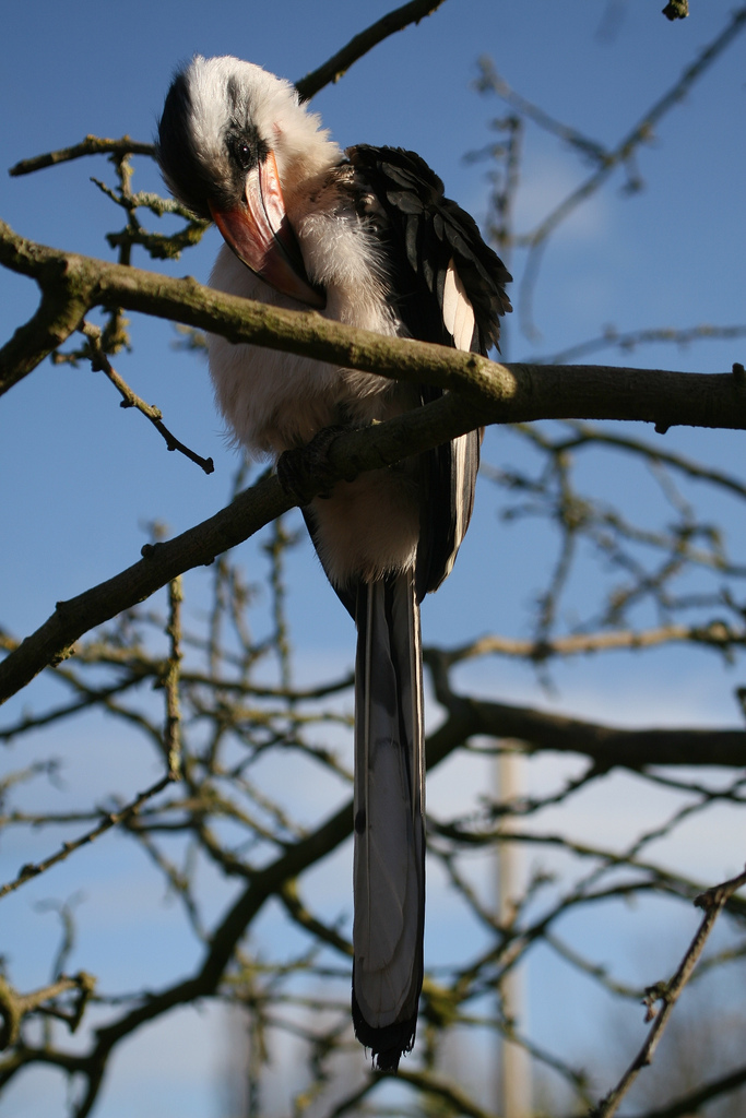 Von der Deckens Hornbill #8