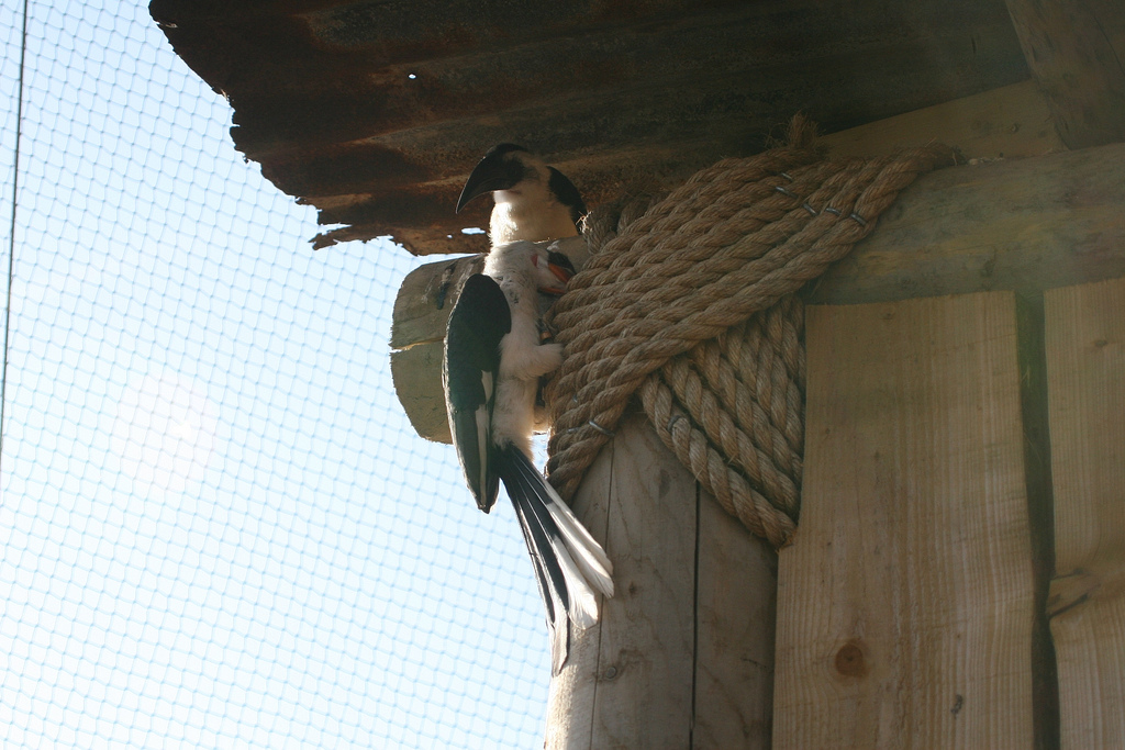 Von der Deckens Hornbill #9