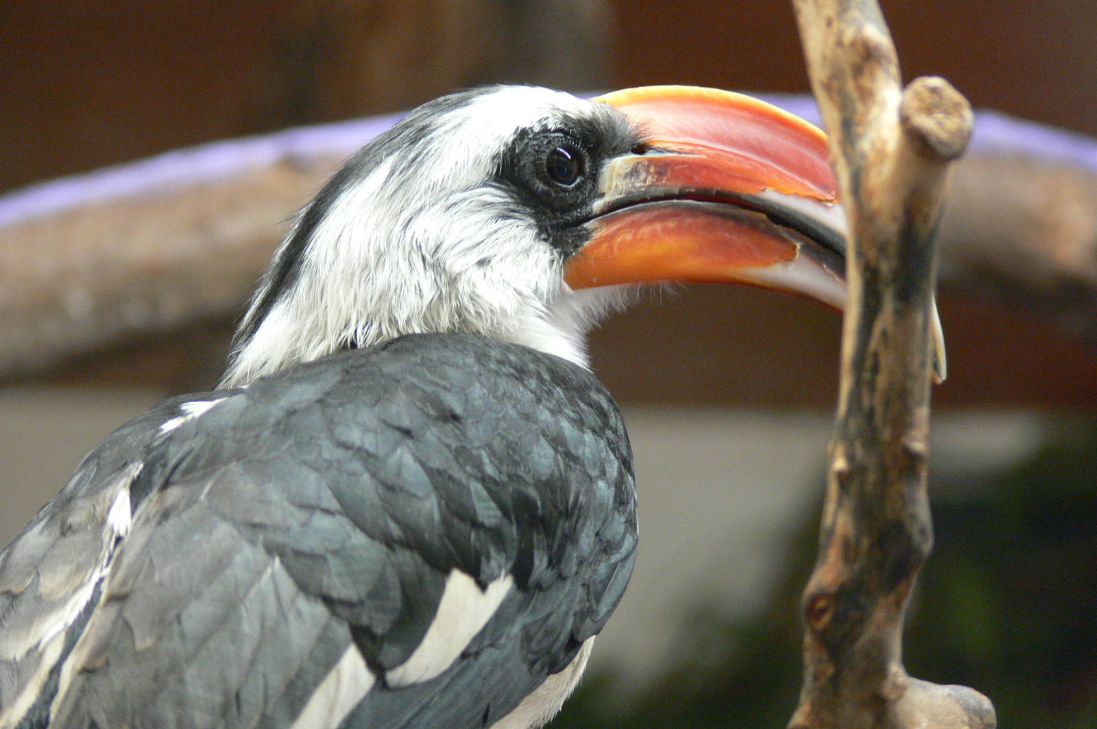 Von Der Decken's Hornbill at Blackpool Zoo, 15/01/15