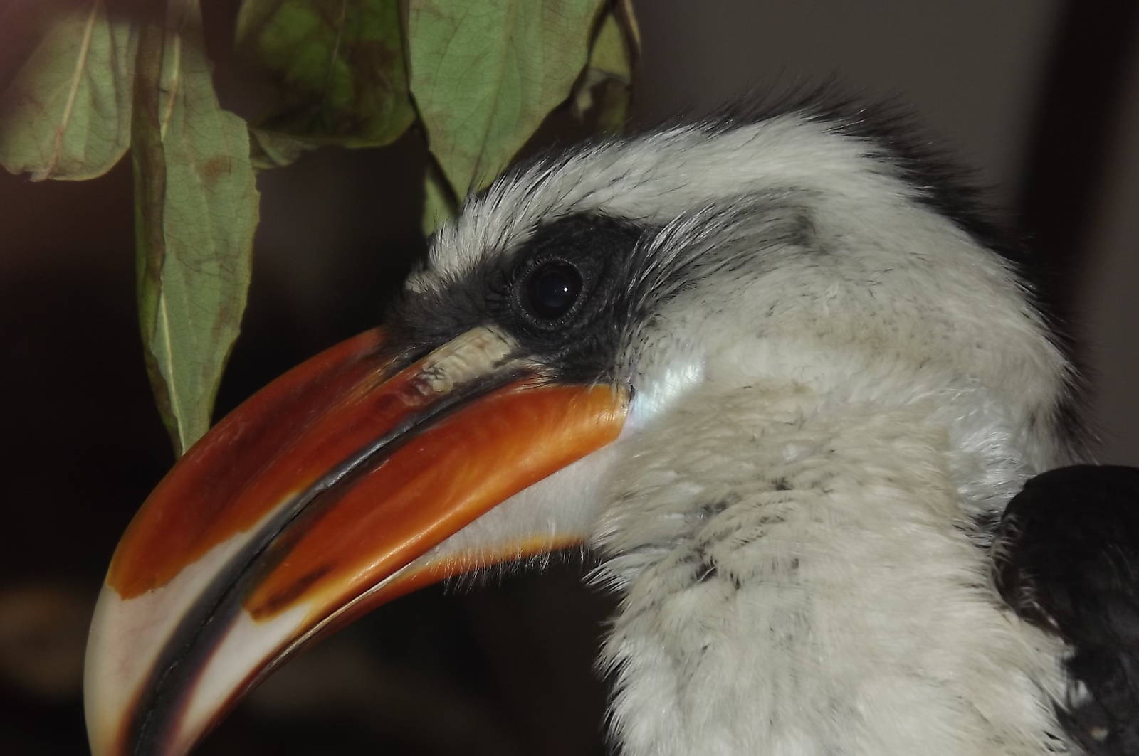 Von Der Decken's Hornbill at Blackpool Zoo 16/06/12