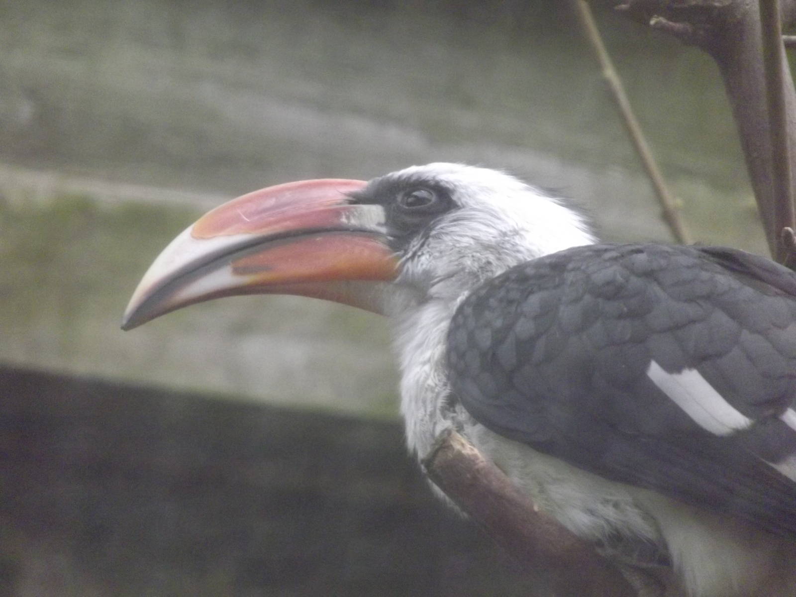 Von Der Decken's Hornbill at Blackpool Zoo 26/02/12