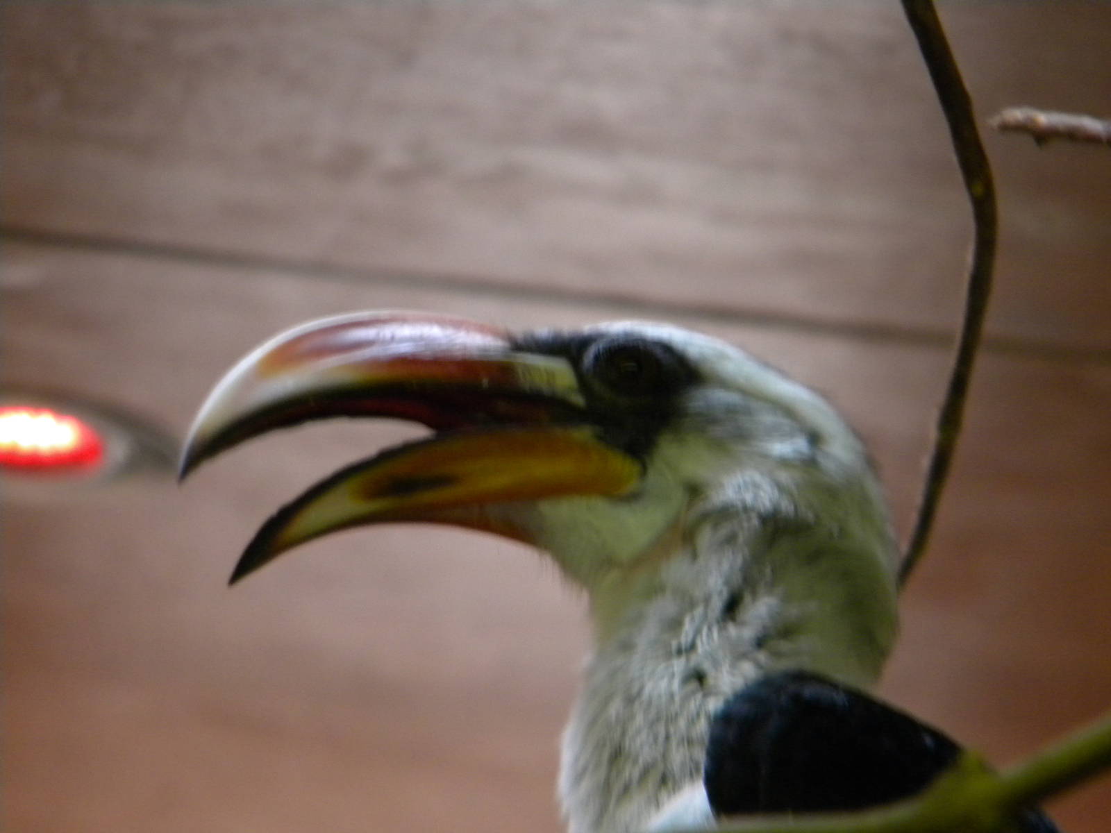 Von Der Decken's Hornbill at Blackpool Zoo 27th March 2011