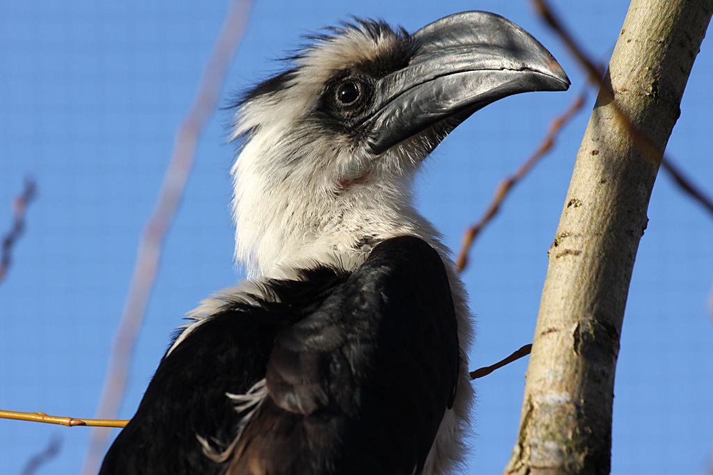 Von Der Deckens Hornbill at Chester