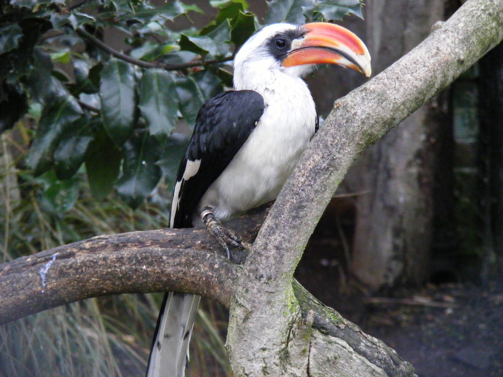 Von der Decken's Hornbill at London Zoo, 15 January 2011