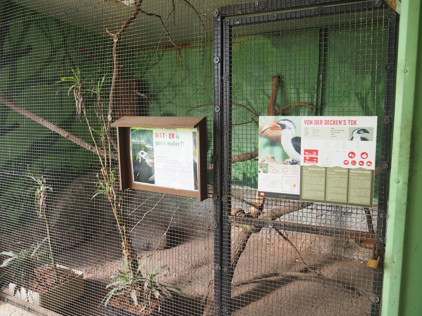 Von der Decken's hornbill aviary, 2019-08-04
