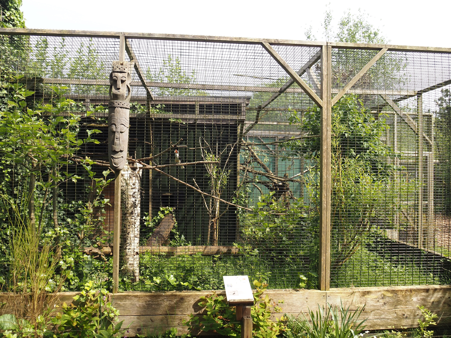 Von der Decken's hornbill aviary, 2024-05-11