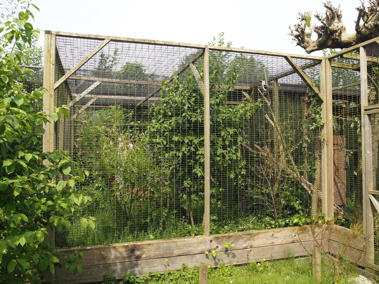 Von der Decken's hornbill aviary, 2024-05-11