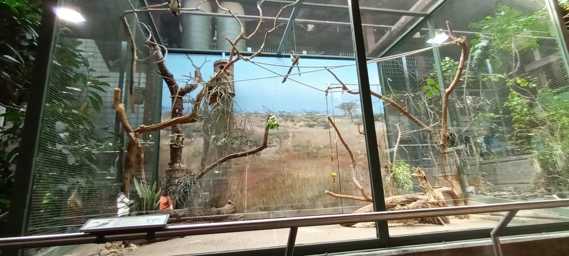 Von der Deckens Hornbill Aviary