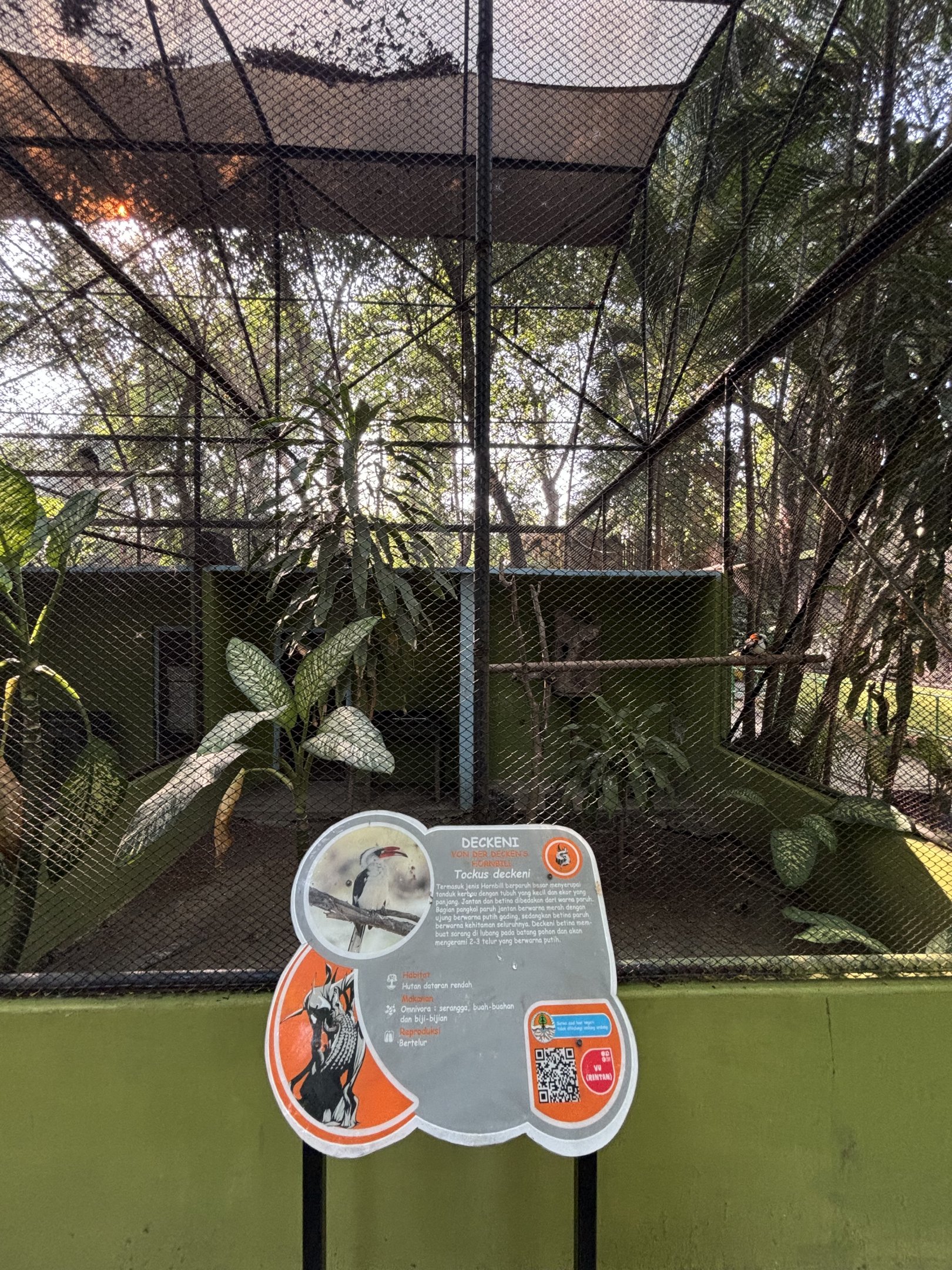 Von Der Decken’s Hornbill Aviary