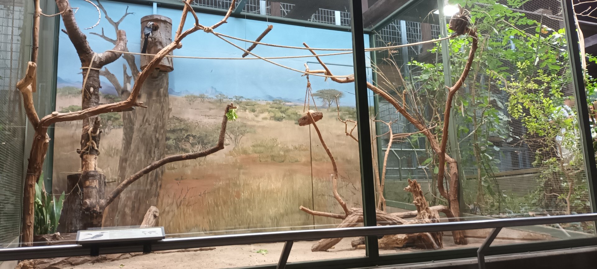 Von der deckens Hornbill Aviary