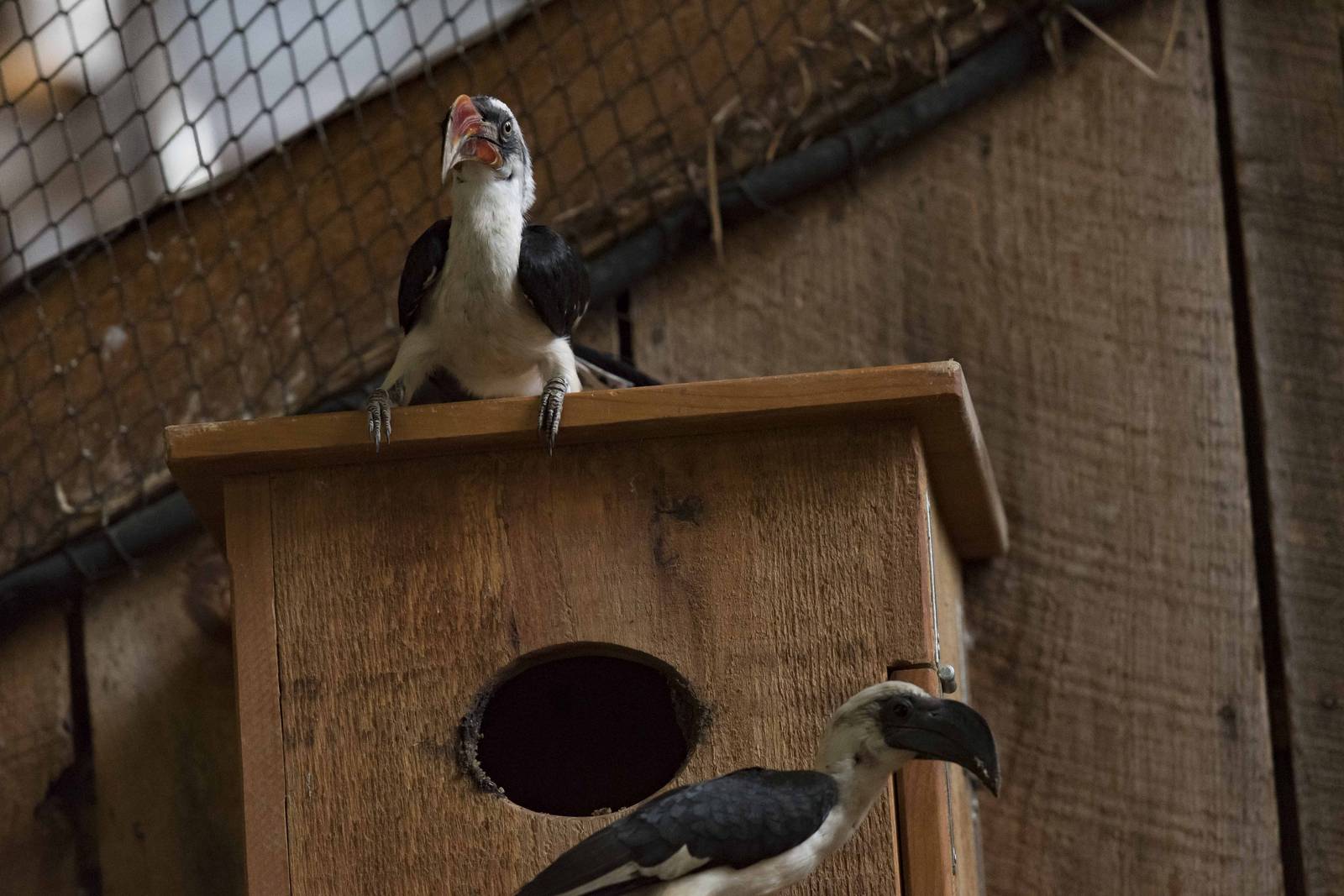 Von der Decken's Hornbill - Both