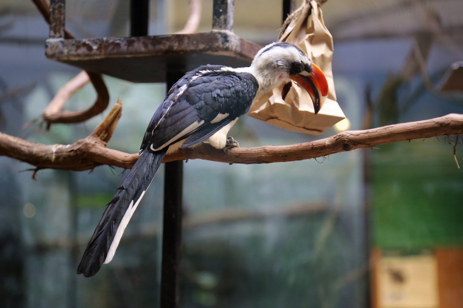 Von der Decken's Hornbill, December 2016