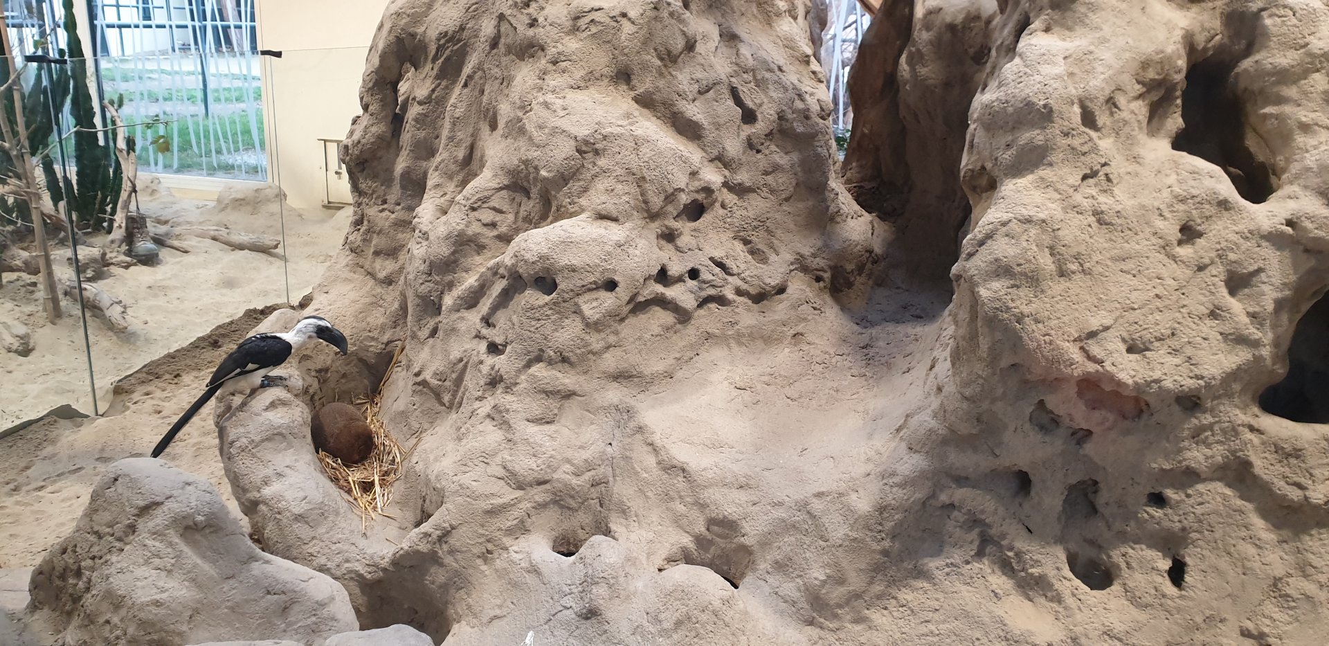 Von der Decken's hornbill/East African dwarf mongoose, East-African house