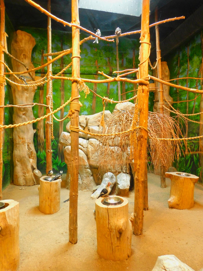 Von der Decken's Hornbill Enclose