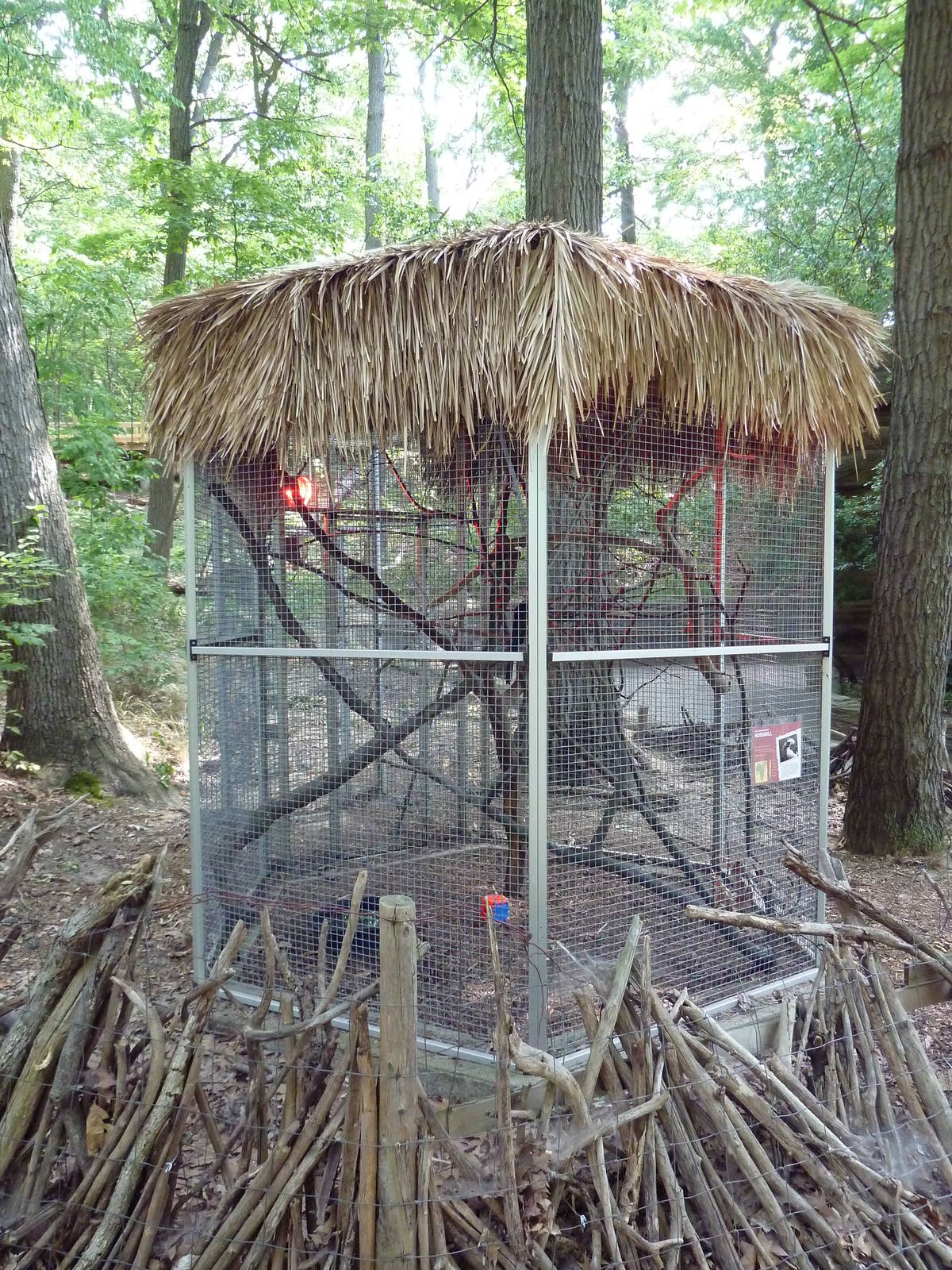 Von der Decken's Hornbill Exhibit