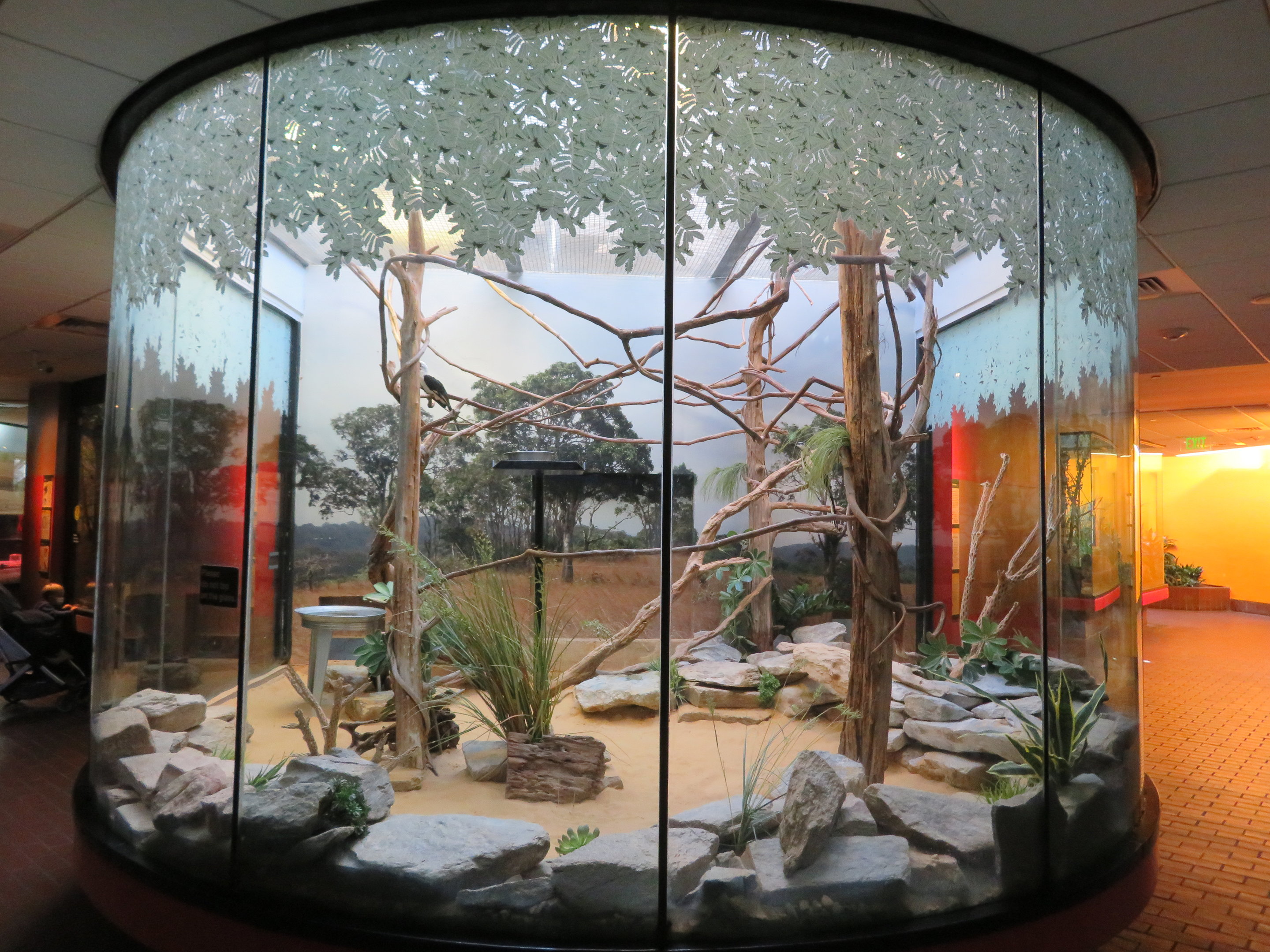 Von der Decken's Hornbill Exhibit